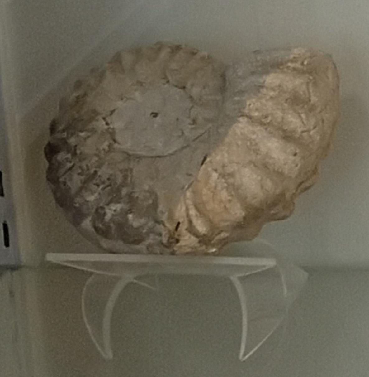 アンモナイト化石の実物標本